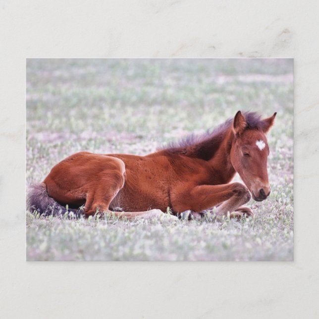 Onaqui Vild Horses Vykort (Framsida)