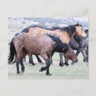 Onaqui Vild Horses Vykort