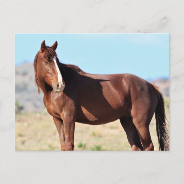 Onaqui Vild Horses Vykort (Framsida)
