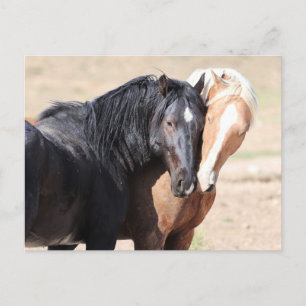 Onaqui Vild Horses Vykort