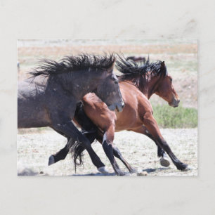Onaqui Vild Horses Vykort