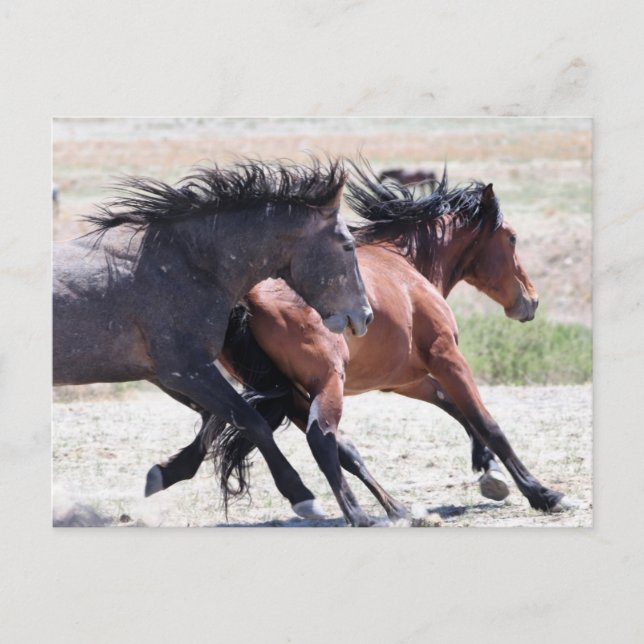 Onaqui Vild Horses Vykort (Framsida)