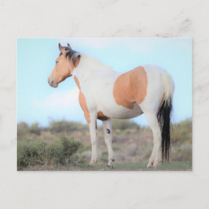 Onaqui Vild Horses Vykort