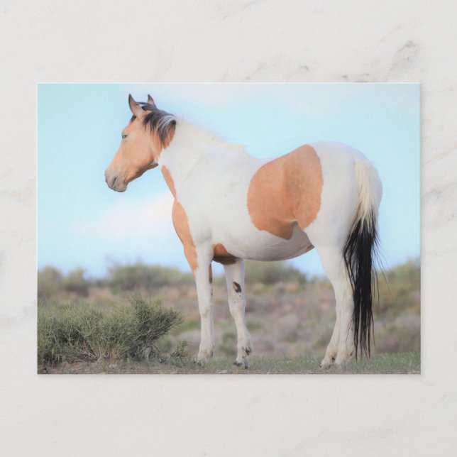 Onaqui Vild Horses Vykort (Framsida)