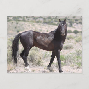 Onaqui Vild Horses Vykort
