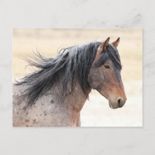 Onaqui Vild Horses Vykort