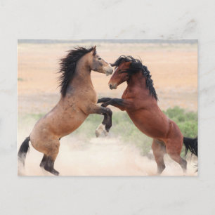 Onaqui Vild Horses Vykort