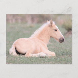 Onaqui Vild Horses Vykort