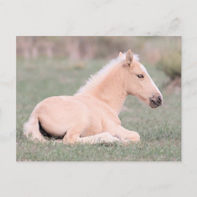 Onaqui Vild Horses Vykort (Framsida)