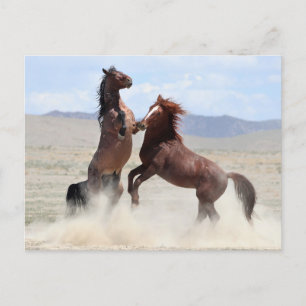 Onaqui Vild Horses Vykort