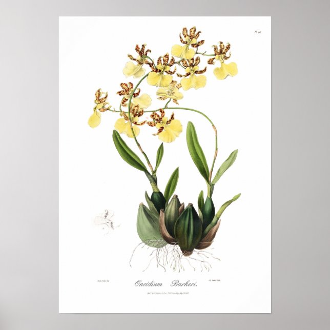 Oncidium Barkeri Poster (Framsidan)