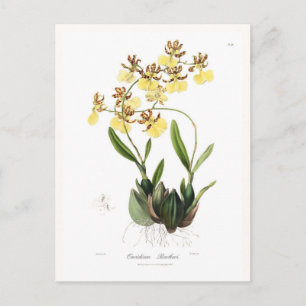 Oncidium Barkeri Vykort