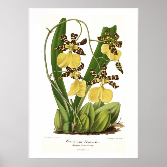 Oncidium barkerii poster (Framsidan)
