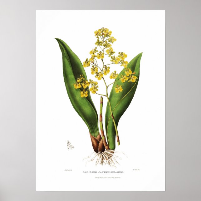 Oncidium cavendishianum av miss S A Drake. Poster (Framsidan)