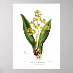 Oncidium cavendishianum vid Fröcken S en Drake. Poster