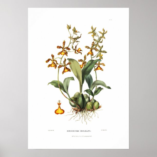 Oncidium insleayi av Miss Drake. Poster (Framsidan)