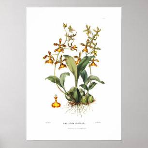 Oncidium insleayi vid Fröcken Drake. Poster