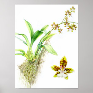 Oncidium Leucochilum bra art orchid vattenfärg Poster