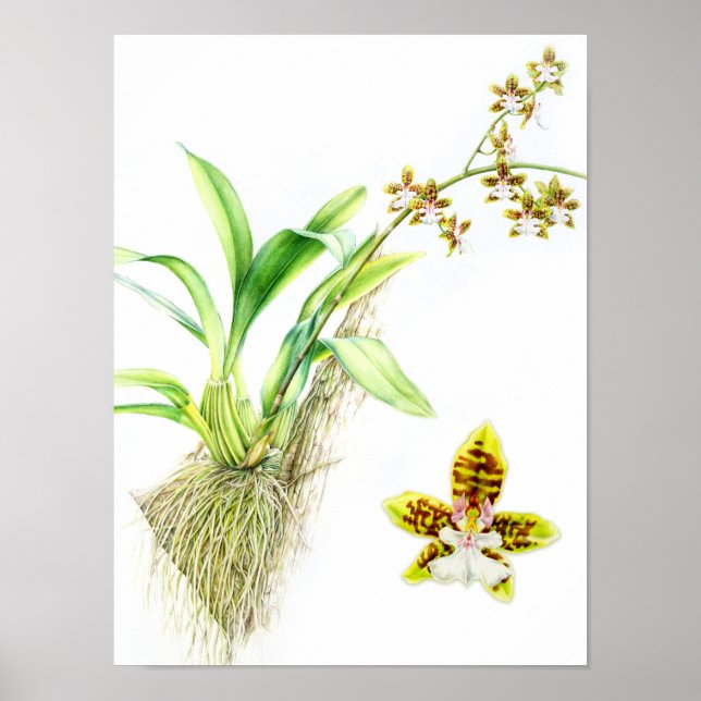 Oncidium Leucochilum bra art orchid vattenfärg Poster (Framsidan)