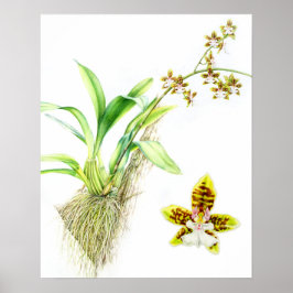 Oncidium Leucochilum finkonst orkidé akvarell Poster