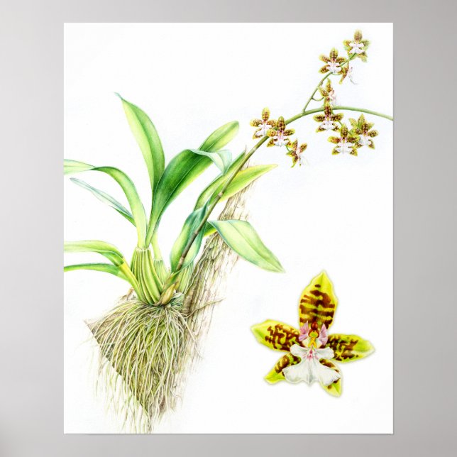Oncidium Leucochilum finkonst orkidé akvarell Poster (Framsidan)