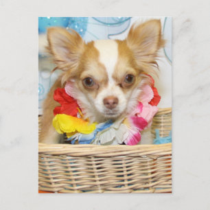 Ond - Long Hair Chihuahua -5 Vykort