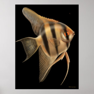 One Big Angelfish-utskrift Poster