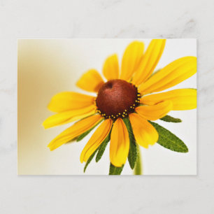 One Black-Eyed Susan Blommar Vykort