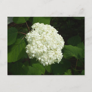 One Snowball Bloom Vykort