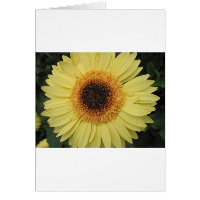 One Sunburst Flower Hälsningskort (Framsidan)