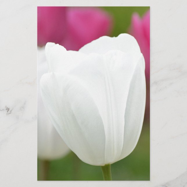 One White Tulip (Framsida)