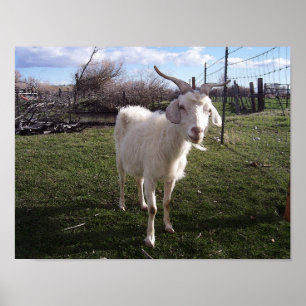 One Young Goat Poster