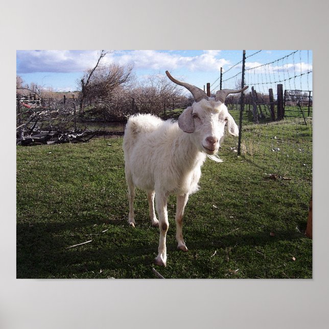 One Young Goat Poster (Framsidan)