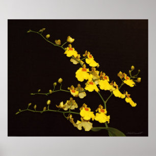 OneGult Orchid Art-utskrift - 24x20 - eller mindre Poster