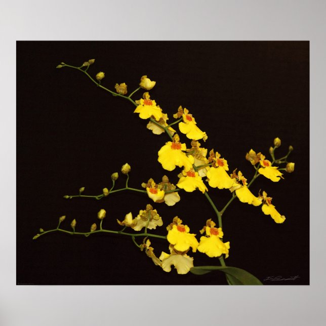 OneGult Orchid Art-utskrift - 24x20 - eller mindre Poster (Framsidan)