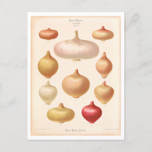 Onion Botanical Illustration från Seed Catalog Vykort