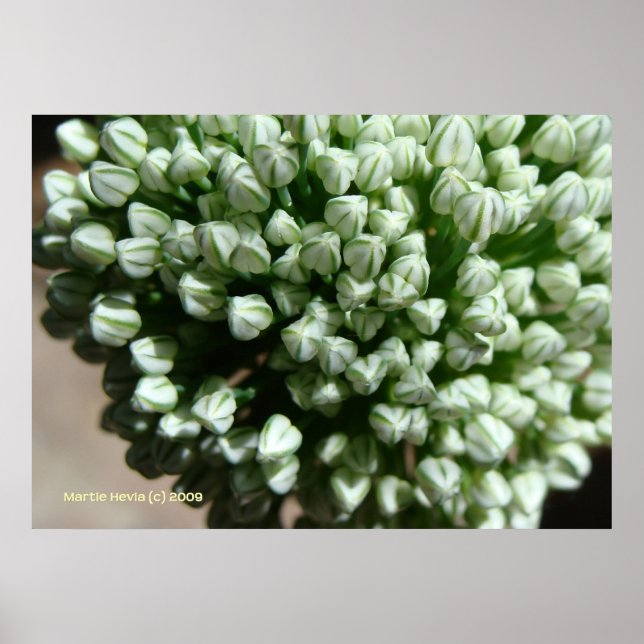 Onion Flower Buds Poster (Framsidan)