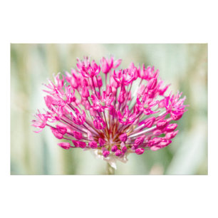 Onion Flower Fototryck