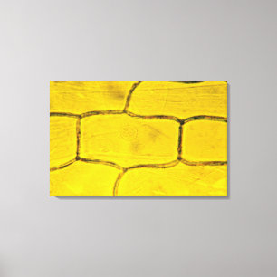 Onion Plant Cells Canvastryck