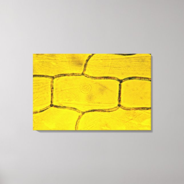 Onion Plant Cells Canvastryck (Framsida)