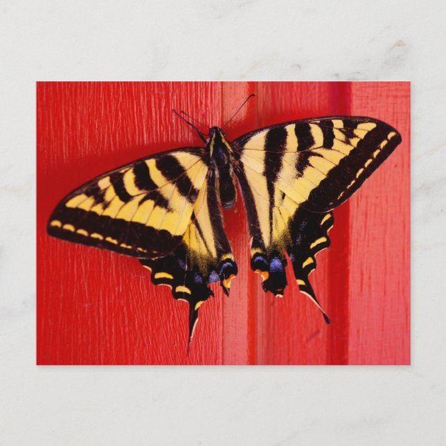 Onormal bakgrundsfärgsfjäril vykort (Framsida)