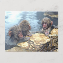 Onsen Monkey Vykort