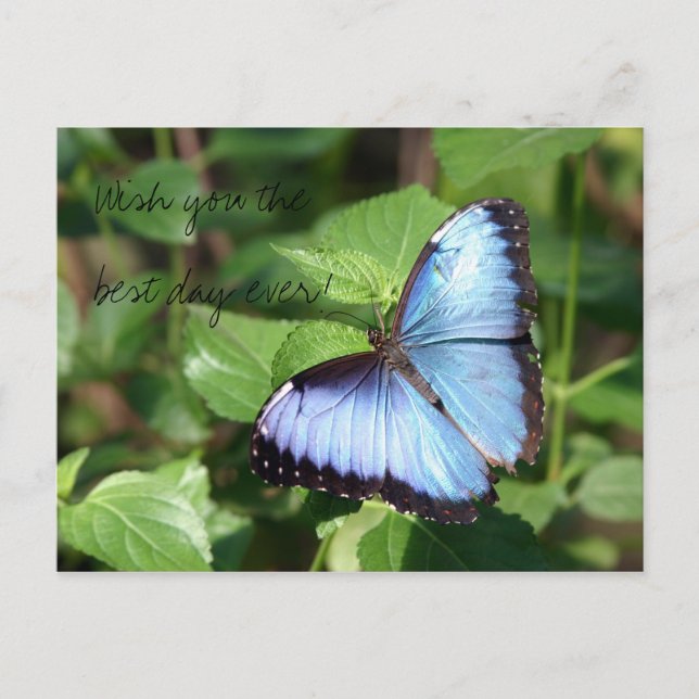 Önska dig den bäst dagen någonsin! vykort (Framsida)