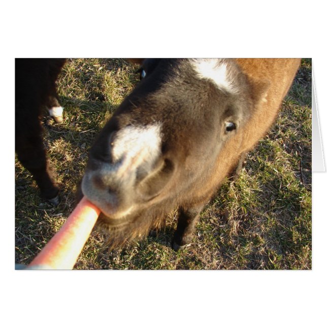 Önska en morot? hälsningskort (Framsidan Horizontal)