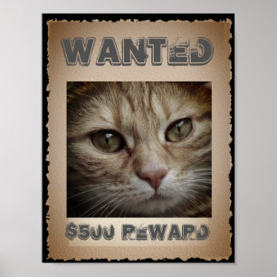 Önskad rolig katt poster