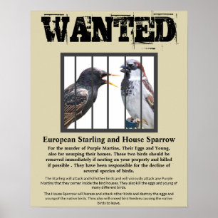 Önskad Starling och House Sparrow Poster