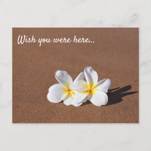 Önskar att du var här Vita Plumeria Maui-vykort Vykort