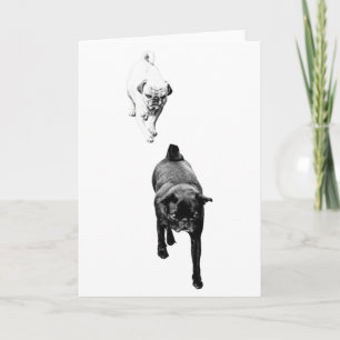 Önskar värme, snällt hundpar kort