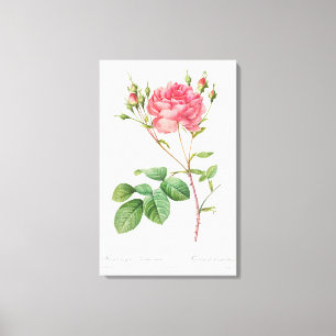 Önskning av vintagens Blommigt: Rosa ros Canvas Ar