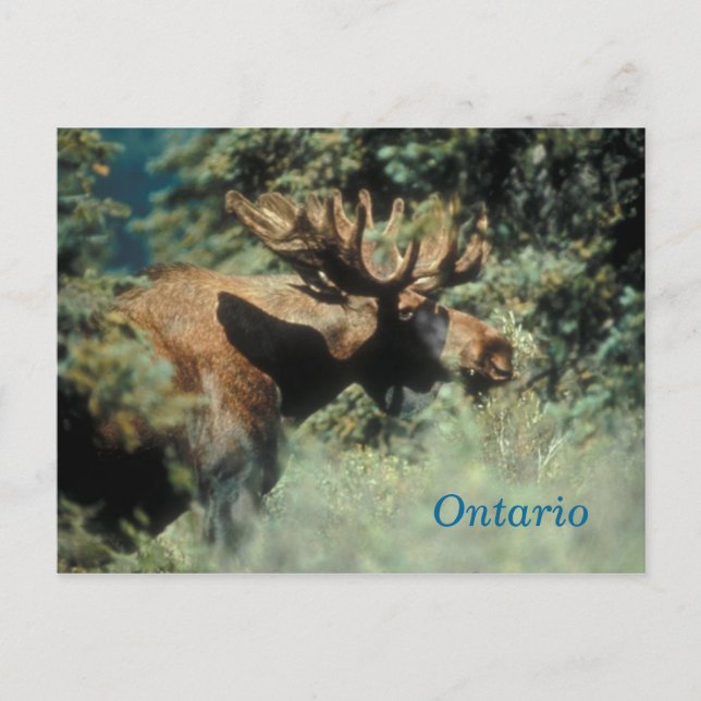 Ontario bull moose vycard vykort (Framsida)
